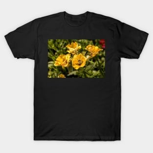 Nemesia Sundrops T-Shirt